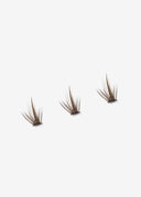 Flirt (Brown)